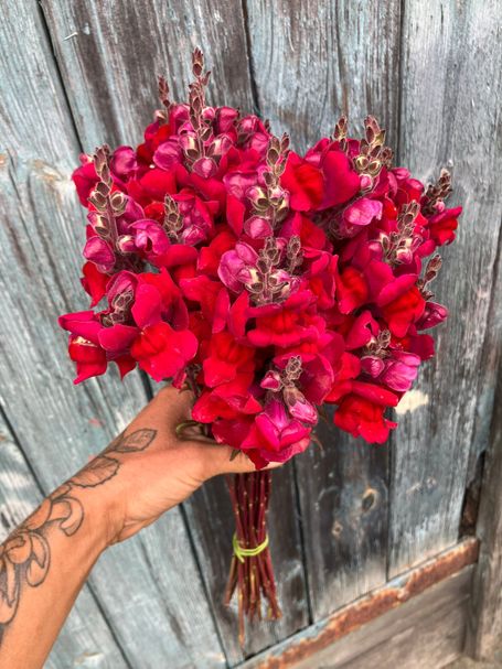 ein Sträußchen roter Löwenmäulchen