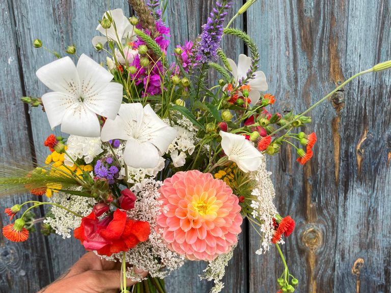 bunter Sommerblumenstrauß mit Dahlien, Kornrade, Emilie, wilde Mühre, Ageratum, Löwenmäulchen, Blutweiderich, Rainfarn, Lein, Ziergräsern