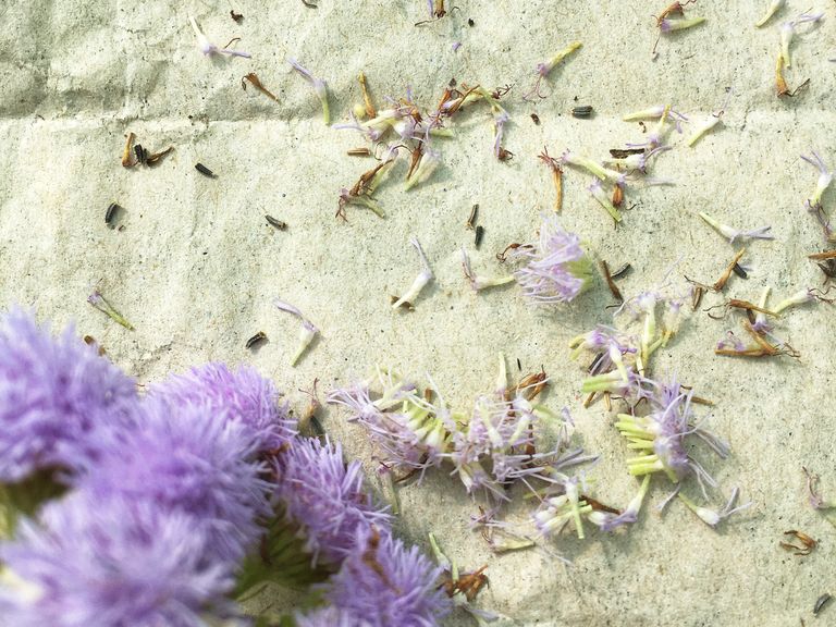 Samen von Ageratum houstonianum