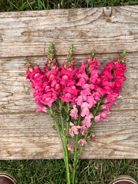 Bund rosa Löwenmäulchen